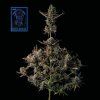 Fast Blue Dream