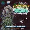 Coconut Cream 6 u fem Perfect Tree