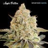 Apple Fritter 1 u fem Advanced Seeds