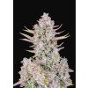 FAST Purple Punch