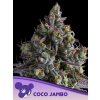 Coco Jambo 600x800 1