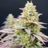 perfect triangle x peach ozz weed seeds perfect tree