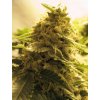 Afghan Skunk – Advanced Seeds – feminizovaná semena