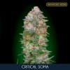Critical Soma 1 u fem Advanced Seeds