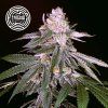 Rozay – feminizovaná semena | Enigma Genetics