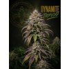 Dynamite triploid