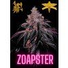 ZOAPSTER (1)
