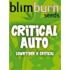 blimburn seeds AUTO CRITICAL