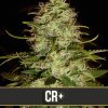 critical plus cannabis seeds 2