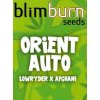 blimburn seeds AUTO orient