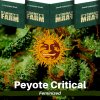 peyote-critical-barneys-farm-feminized-semena-konopi