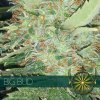 vision seeds big bud 500x500 1