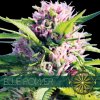 vision seeds blue power 500x500 1