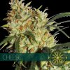 vision seeds cheese 500x500 1