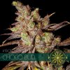 vision seeds choco bud500x500