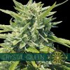 vision seeds crystal queen 500x500 1