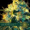 vision seeds jack herer 500x500 1