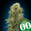 Auto Afghan Mass 3 u fem 00 Seeds