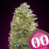 Auto Bubble Gum 3 u fem 00 Seeds