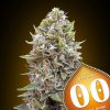 Auto Cheese Berry 3 u fem 00 Seeds