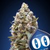 00 Kush 3 u fem 00 Seeds