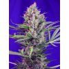 Cream Mandarine F1 Fast version®
