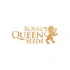 royal queen seeds special kush 1 5ks