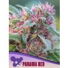 Panama Red 600x800 1