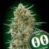 Gorilla Fast – 00 Seeds – fem