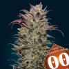 Auto Chocolate Cream 3 u fem 00 Seeds