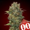 Auto Chocolate Kush 3 u fem 00 Seeds