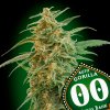 Auto Gorilla 3 u fem 00 Seeds