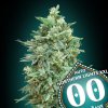 Auto Northern Lights XXL 3 u fem 00 Seeds