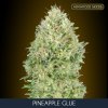 Pineapple Glue 5 2 u fem Advanced Seeds
