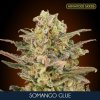 Somango Glue 5 2 u fem Advanced Seeds