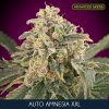Auto Amnesia XXL 3 1 u fem Advanced Seeds