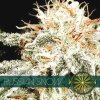vision seeds russian snow 500x500 1