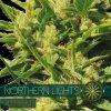 autofem vision seeds northern lights 500x500 1