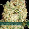 vision seeds northern lights 500x500 1