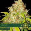 autofem vision seeds ak 49 500x500 1