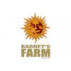 barneys farm