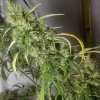 malawi new killer x et ope p1 regular tangwena 10 week of flowering 2