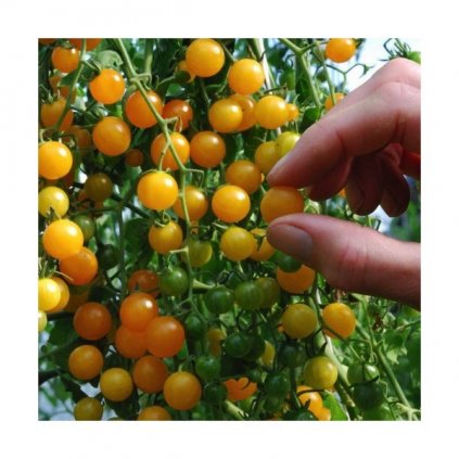 Divoké rajče rybízové žluté (Solanum pimpinellifolium) - semena divokých rajčat 10 ks