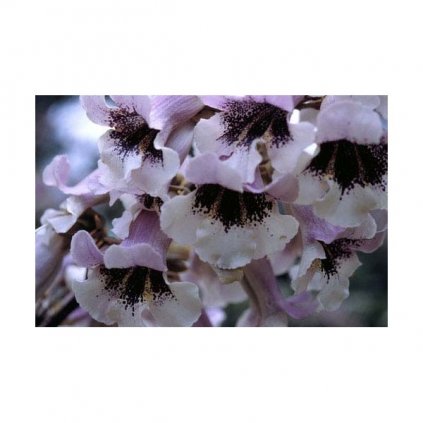 Paulownie fortunei (Paulownia fortunei) - semena paulovnie - 15 ks