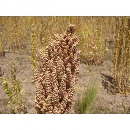 Merlík chilský - Quinoa, bílá (Chenopodium Quinoa) semena - cca 20 ks