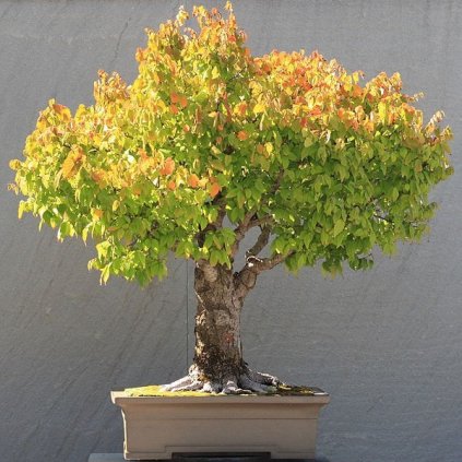 Zelkova ostrolistá (Zelkova serrata) semena bonsai - 5 ks