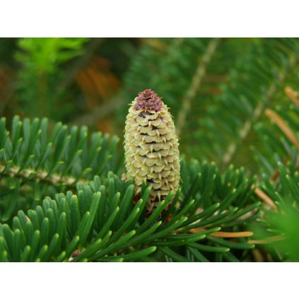 Abies fraseri cone