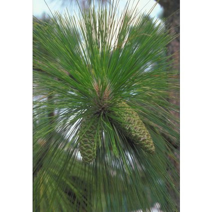 1280px Pinus palustris USDA1