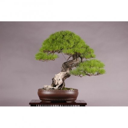 Borovice červená japonská (Pinus densiflora) - semena borovice - 5 ks
