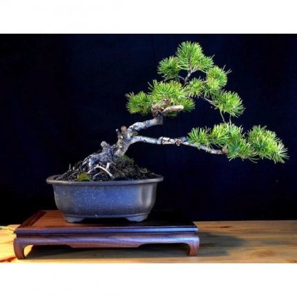 Borovice kleč (Pinus mugo Montana) semena kleče - 7 ks